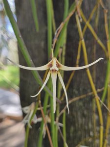 Dendrobium teretifolium f. fairfaxii