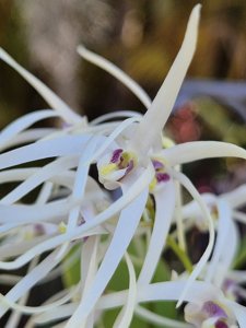 Dendrobium aemulum
