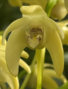 Dendrobium speciosum subsp. curvicaule