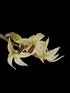 Dendrochilum gracile var. gracile