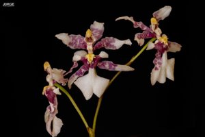 Oncidium incurvum