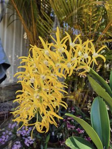 Dendrobium speciosum var. grandiflorum