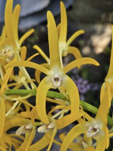 Dendrobium speciosum var. grandiflorum