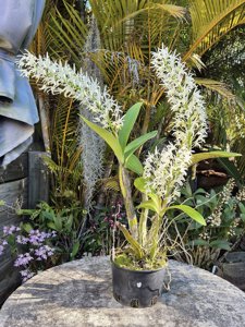 Dendrobium speciosum var. hillii