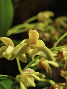 Dendrobium gracilicaule var. gracilicaule