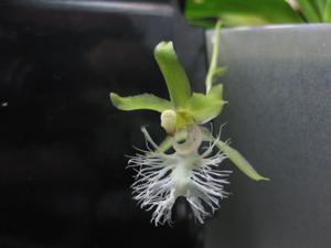 Kefersteinia mystacina