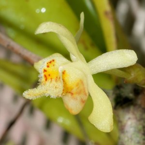 Thrixspermum merapohense