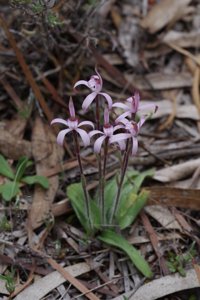 Caladenia hirta subsp. rosea
