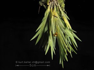 Oxystophyllum carnosum