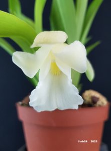 Warczewiczella discolor