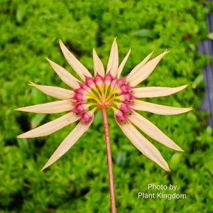 Bulbophyllum brevibrachiatum