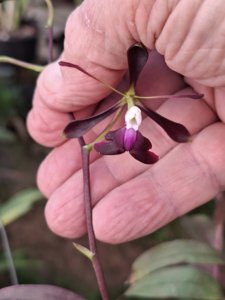 Epidendrum melanoporphyreum