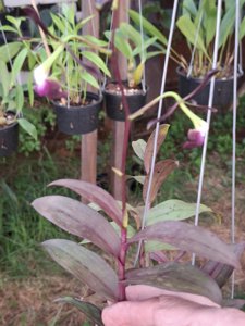 Epidendrum melanoporphyreum