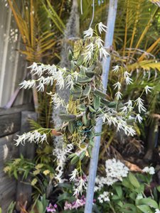 Dendrobium linguiforme var. nugentii