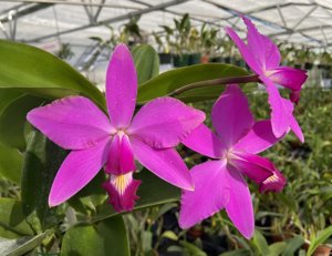 Cattleya violacea