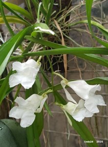 Rodriguezia batemanii