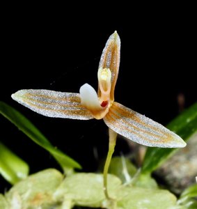 Bulbophyllum vestigipetalum