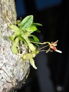 Bulbophyllum vestigipetalum