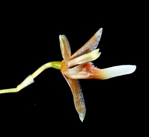 Bulbophyllum vestigipetalum