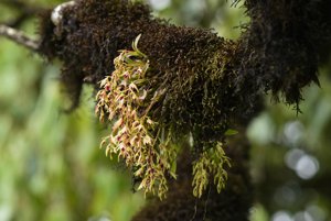 Dendrobium porphyrochilum