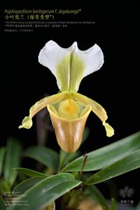 Paphiopedilum barbigerum f. duyduongii