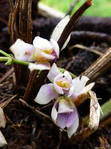 Koellensteinia ionoptera