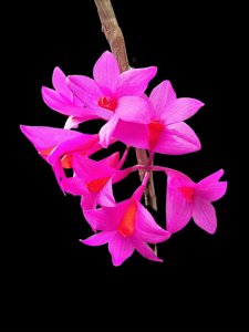 Dendrobium glomeratum
