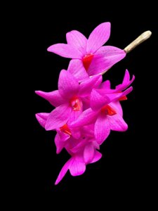 Dendrobium glomeratum