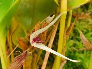 Pleurothallis hemirhoda