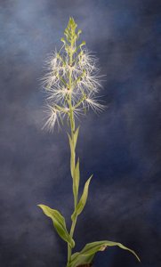 Habenaria myriotricha