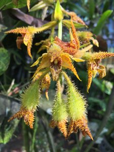 Dendrobium macrophyllum var. ternatense