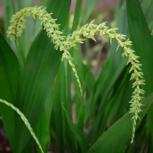 Dendrochilum abbreviatum