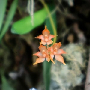 Bulbophyllum taiwanense