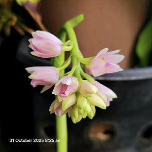 Geodorum densiflorum