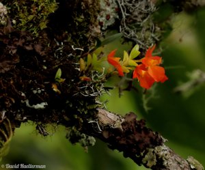Fernandezia subbiflora