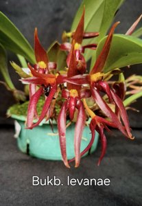 Bulbophyllum levanae