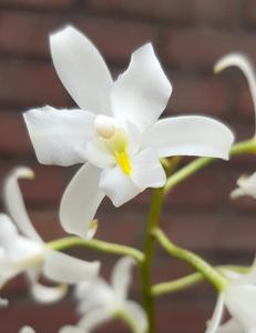 Laelia albida