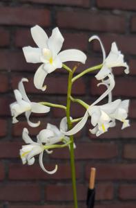 Laelia albida