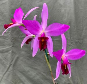 Laelia anceps