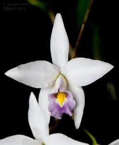 Laelia anceps