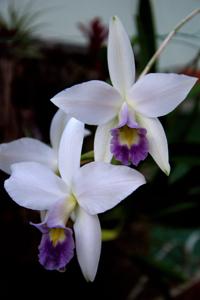 Laelia anceps