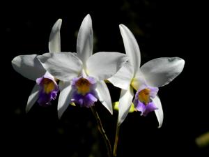 Laelia anceps