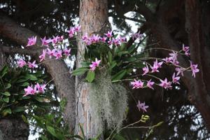 Laelia anceps