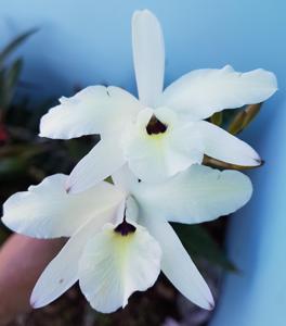 Laelia aurea