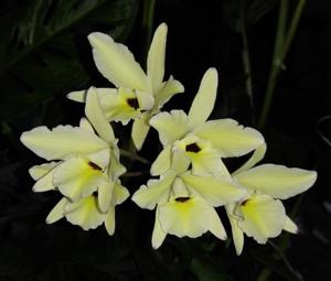 Laelia aurea