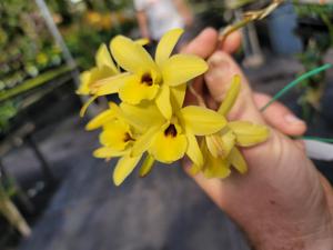 Laelia aurea