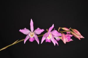 Laelia autumnalis