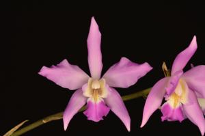 Laelia autumnalis