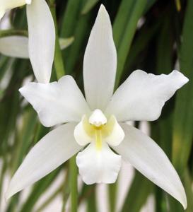 Laelia autumnalis