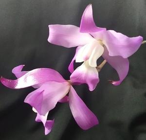 Laelia autumnalis